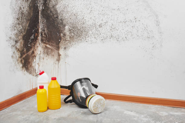 Boiling Spring Lakes, NC Mold Removal Company