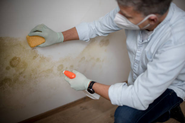 Mold Removal Process in Boiling Spring Lakes, NC