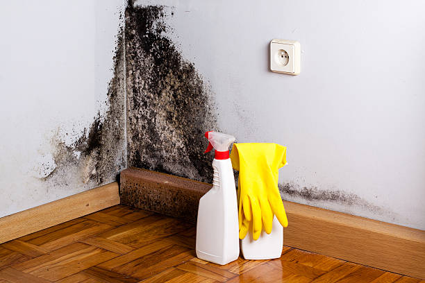 Best Professional Mold Removal  in Boiling Spring Lakes, NC