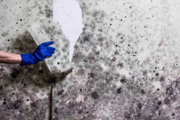 Best Attic Mold Removal  in Boiling Spring Lakes, NC