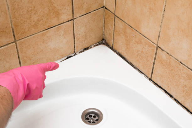 Best Mold Cleaning Services  in Boiling Spring Lakes, NC